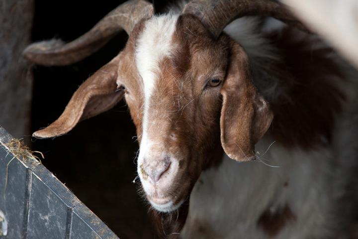 Lane Ends Pygmy Goats - Boer Goat